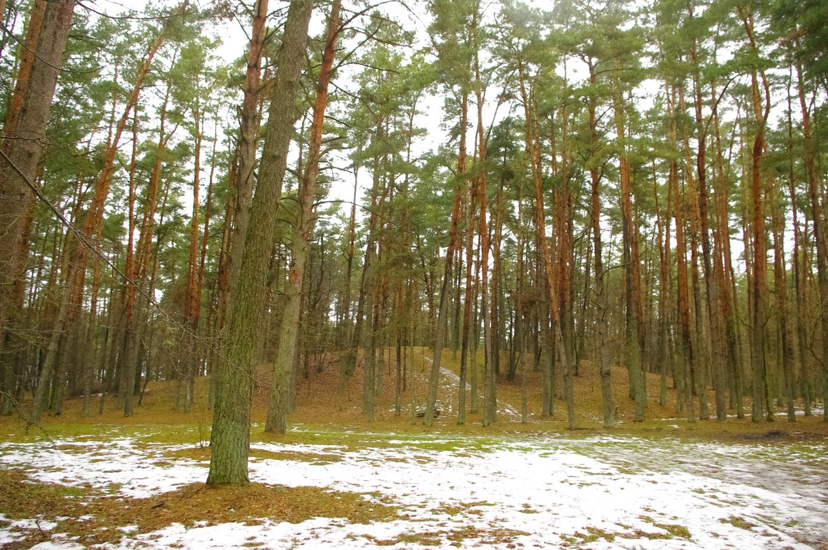Lithuania's Hidden Archeological Gem: Pakalniškiai Hillfort