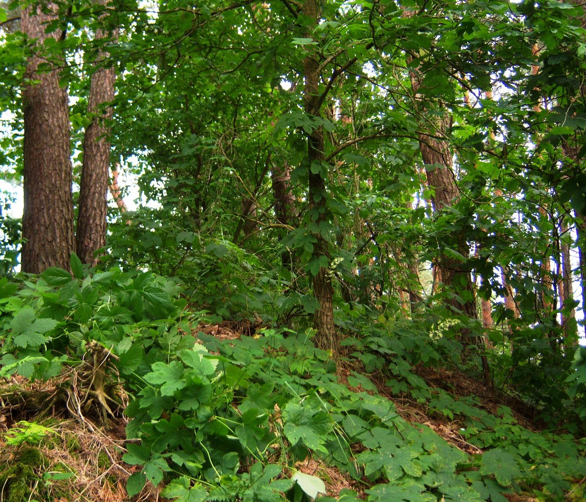 Ancient remnants: The Unearthed Šančiai Hillfort, Kaunas