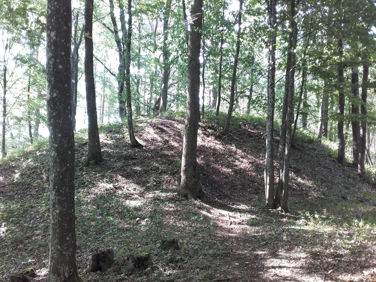 The Moated Hillfort Hidden in a Willow Grove