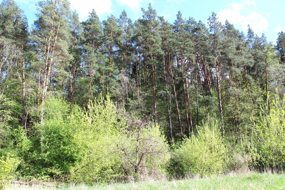 Neravai Hillfort: A 2000-year-old Mystery Echoes from Ancient Lithuania